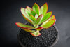 Echeveria 'Seiten-no-Tsukasa' (has mark)