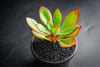 Echeveria 'Seiten-no-Tsukasa' (has mark)