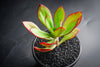 Echeveria 'Seiten-no-Tsukasa' (has mark)