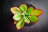 Echeveria 'Seiten-no-Tsukasa' (has mark)