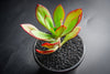 Echeveria 'Seiten-no-Tsukasa' (has mark)