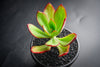 Echeveria 'Seiten-no-Tsukasa' (has mark)