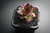 Sempervivum 'Dark Beauty'