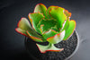 Echeveria 'Mauna Loa’ ( frilled edge type)