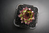 Sempervivum 'Dark Beauty'