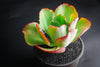 Echeveria 'Mauna Loa’ ( frilled edge type)