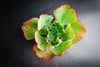 Echeveria 'Mauna Loa’ ( frilled edge type)