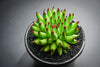Sempervivum 'Pittoni'