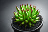 Sempervivum 'Pittoni'