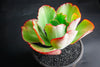 Echeveria 'Mauna Loa’ ( frilled edge type)