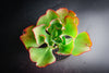 Echeveria 'Mauna Loa’ ( frilled edge type)