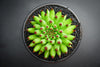 Sempervivum 'Pittoni'