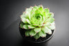 Sempervivum calcareum 'Limelight'