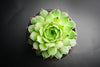 Sempervivum calcareum 'Limelight'