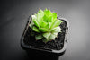 Sempervivum calcareum 'Limelight'