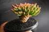 Euphorbia flanaganii (Medusa's Head)(SH)