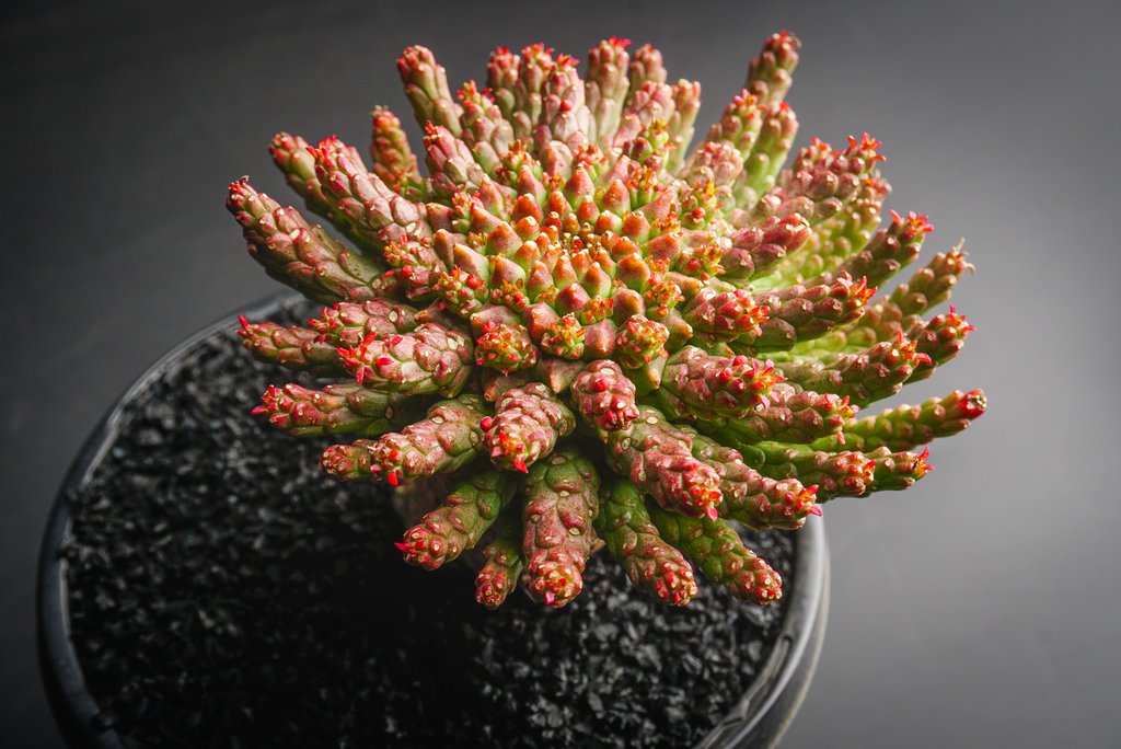 Euphorbia flanaganii (Medusa's Head)(SH)