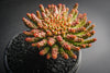 Euphorbia flanaganii (Medusa's Head)(SH)