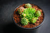 Jovibarba globifera subsp. hirta var. pressiona (w/pups)