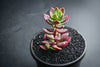 Sinocrassula indica (SH)(E28)