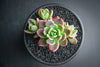 Sinocrassula indica (SH)(E28)