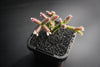 Rhipsalis pilocarpa (P)