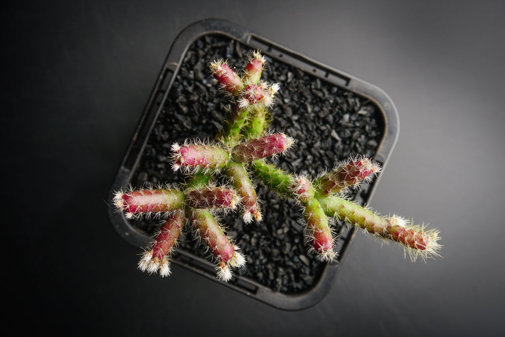 Rhipsalis pilocarpa (P)