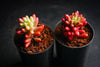 Sedum rubrotinctum 'Aurora'-(PLANT)(Pink Jelly Beans)