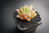 Haworthia cooperi var. leightonii (1 x PUP)