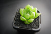Haworthia cooperi var. leightonii (1 x PUP)