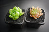 Haworthia cooperi var. leightonii (1 x PUP)