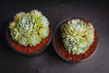 Echeveria secunda 'Glauca' (1 x CUTTING)