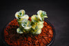 Sedum sieboldii 'Mediovariegatum'
