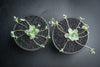 (CLUSTER) Orostachys iwarenge var. boehmeri - (Chinese dunce cap)