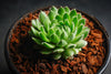 Sempervivum 'Pekinese' (S)