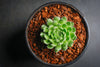Sempervivum 'Pekinese' (S)