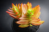 Crassula capitella 'Campfire'