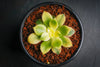 Aeonium decorum f. variegata (aka. Aeonium 'Kiwi' )(PLANT)