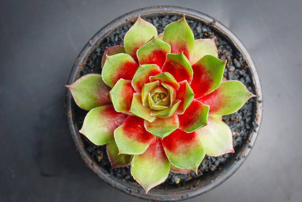 Sempervivum 'Silverine'