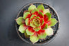 Sempervivum 'Silverine'