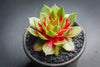 Sempervivum 'Silverine'