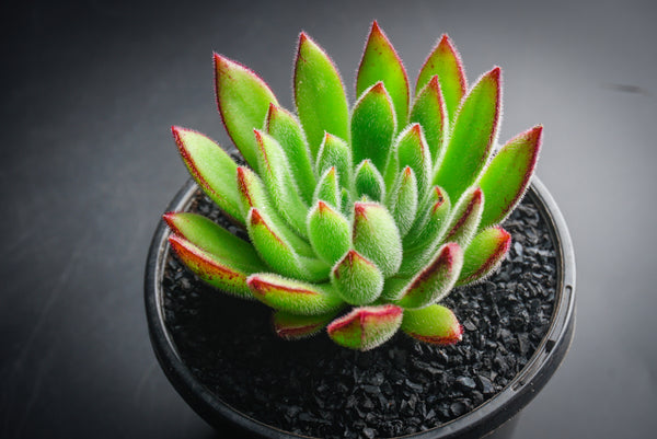 ✦echeveria✦再販受注生産✦size1✦Olive✦leather✦】 エケベリア