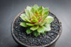 Sempervivum 'Silverine'