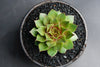 Sempervivum 'Silverine'