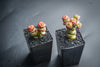 Crassula 'Baby Necklace' (2 x. CUTTINGS)