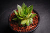 Sempervivum 'Silverine'