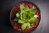 Sempervivum 'Silverine'
