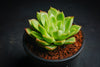 Echeveria 'Yamatoren'