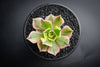 Aeonium arboreum 'Sunburst' (w/pup)