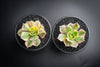 Aeonium arboreum 'Sunburst' (w/pup)